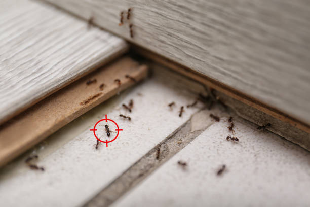 Wasp Removal Services in Avoca, IA