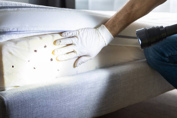 Best Pest Control Treatment  in Avoca, IA