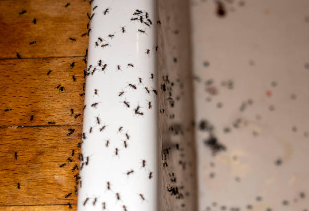 Best Insect Control  in Avoca, IA