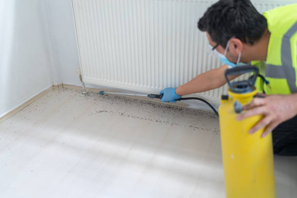 Best Wasp Removal Services  in Avoca, IA